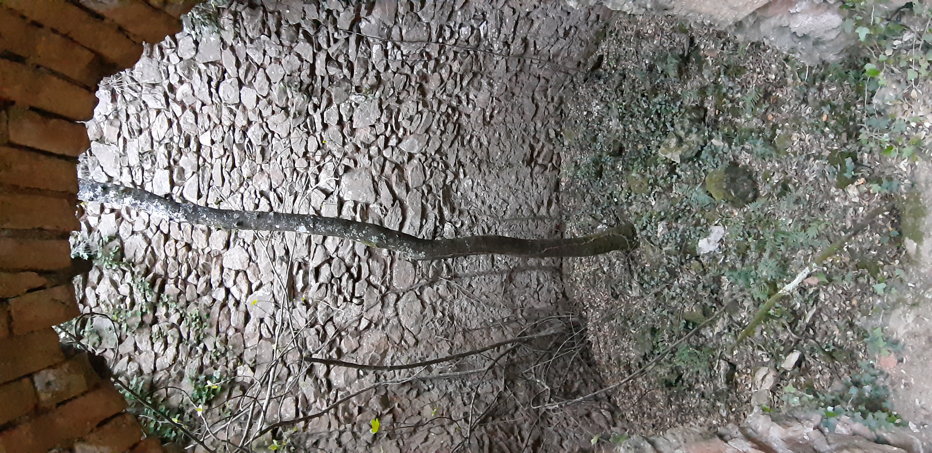 Forn de Puig de Milà, des de la porta.